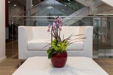orchidée