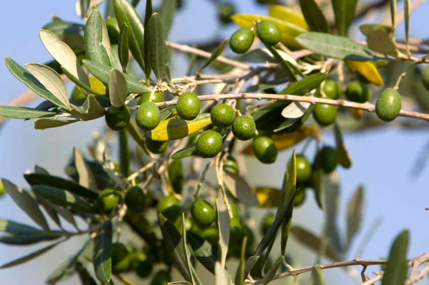 spécialiste de l'oleiculture