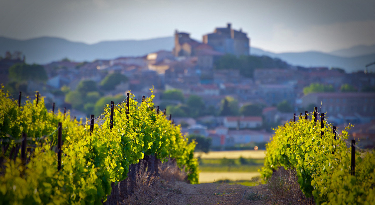vigne-vin-domaine-viticole-cave coopérative-vignoble-forêt- Vidauban
