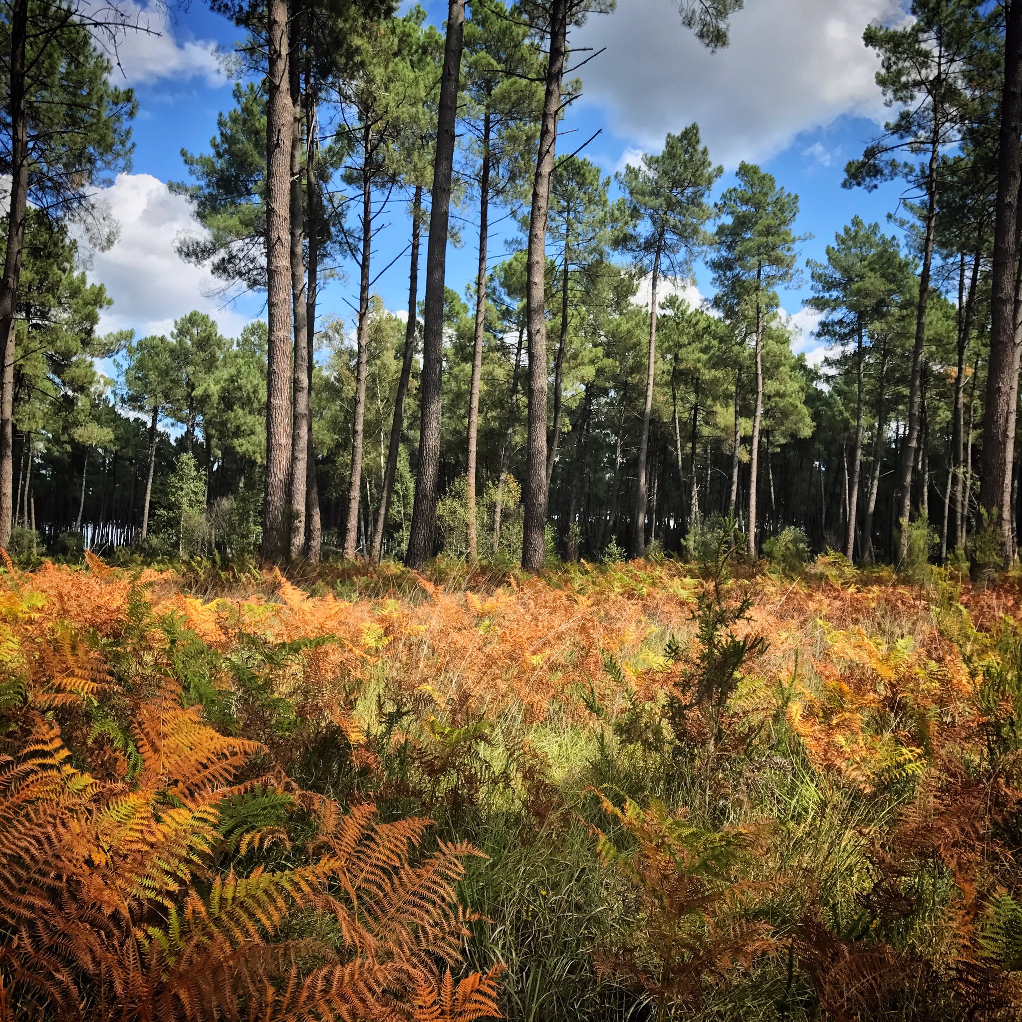 notaire; forêt; marsan