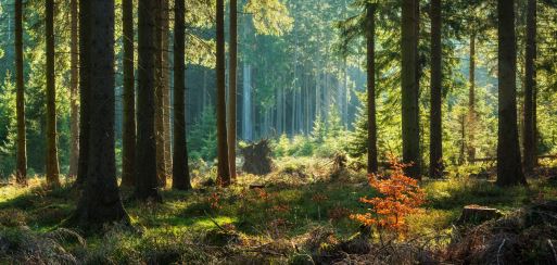 investir notaire patrimoine forêt