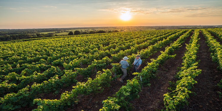 paysage vignes