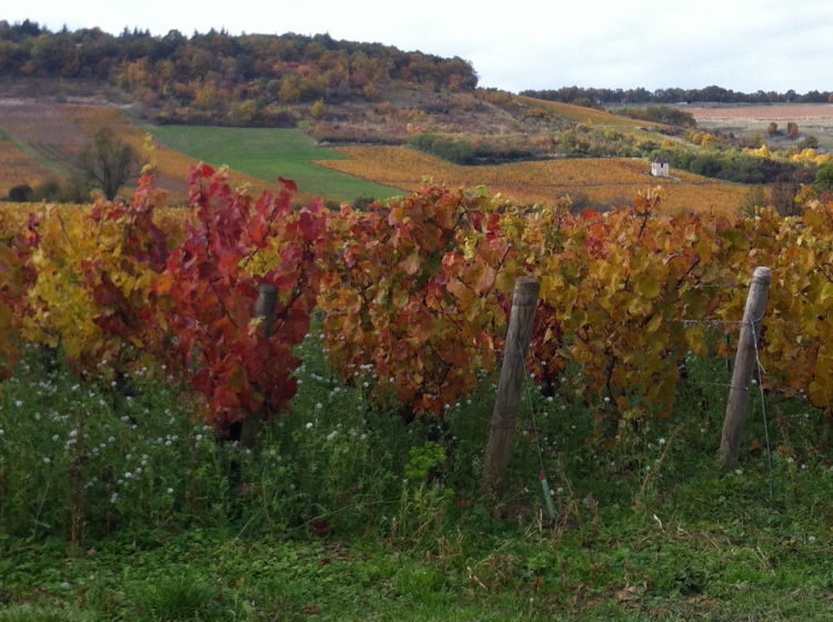 vignes givry notaire