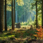 investir notaire patrimoine forêt