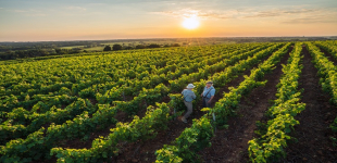 paysage vignes