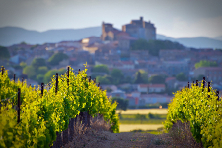 vigne-vin-domaine-viticole-cave coopérative-vignoble-forêt- Vidauban