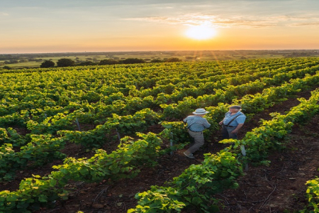 paysage vignes
