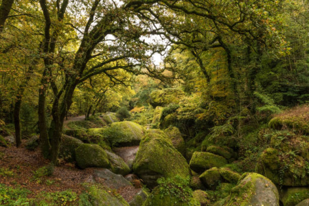 Forêt