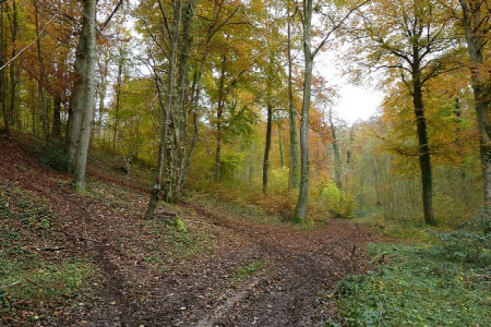 Forêt Domaniale d'HESDIN