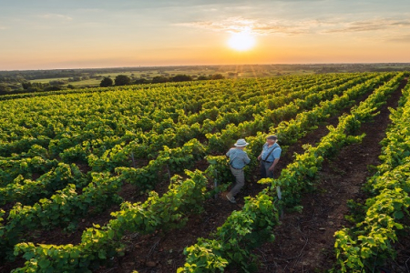 paysage vignes